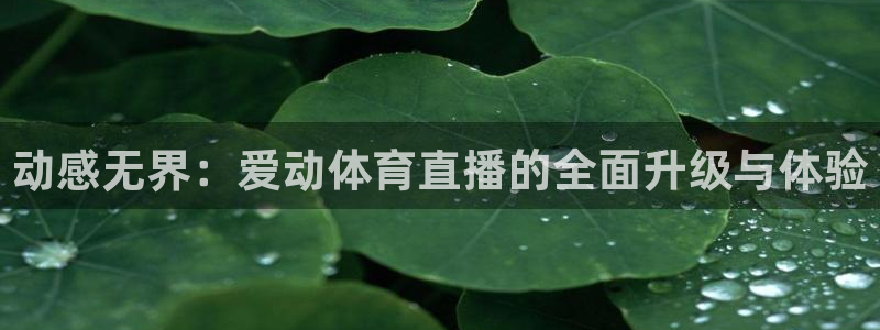 动感无界：爱动体育直播的全面升级与体验