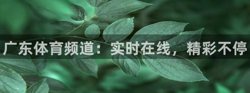 广东体育频道：实时在线，精彩不停
