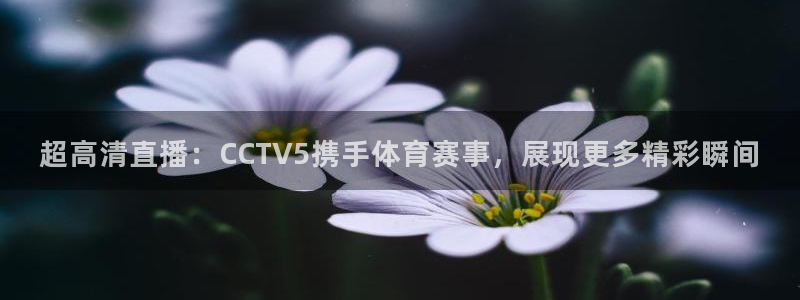 超高清直播：CCTV5携手体育赛事，展现更多精彩瞬间